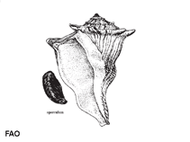Image of Busycon perversum (Perverse whelk)