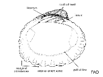 Image of Carditella naviformis 