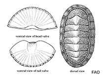 Image of Chiton laevigatus (Smooth canoe-shell)