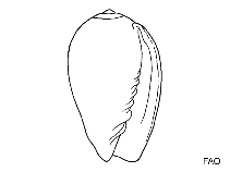 Image of Inbiocystiscus faroi 