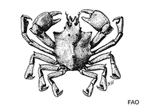 Image of Loxorhynchus crispatus (Moss crab)