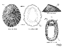 Image of Tectura depicta (Painted limpet)