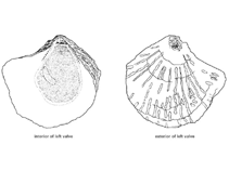 Image of Planostrea pestigris (Palmate oyster)
