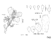 Image of Sargassum herbaceum 