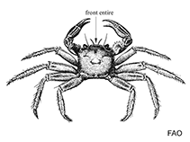 Image of Hemigrapsus crenulatus (Hairy-handed shore crab)