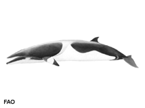 Image of Balaenoptera acutorostrata (Northern minke whale)