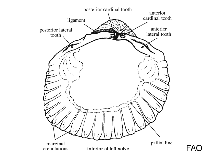 Image of Laevicardium pictum (Painted eggcockle)
