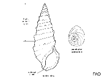 Image of Cerithium vulgatum (Common cerithe)