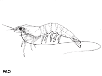 Image of Penaeus silasi (False white prawn)