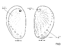 Image of Haliotis assimilis (Threaded abalone)