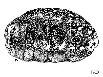 Image of Actinopyga varians (Holothuroids)