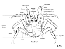 Image of Lithodes maja (Norway king crab)