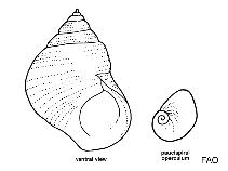 Image of Littorina fabalis (Flat periwinkle)