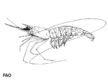 Image of Metapenaeopsis palmensis (Southern velvet shrimp)