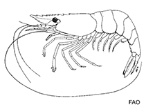 Image of Periclimenaeus ascidiarum (Caribbean ascidian shrimp)