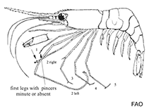 Image of Pandalopsis ampla (Deepwater bigeye)