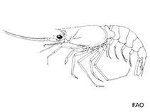 Image of Hymenopenaeus equalis (Veiled shrimp)