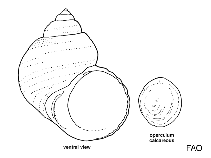 Image of Turbo sandwicensis (Hawaiian turban)