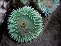 Image of Anthopleura xanthogrammica (Giant green anemone)