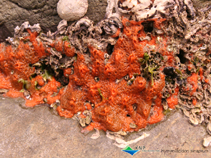 Image of Hymeniacidon sinapium 