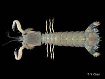 Image of Miyakea nepa (Smalleyed squillid mantis shrimp)