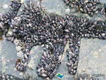 Image of Mytilisepta virgata (Purplish bifurcate mussel)