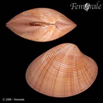 Image of Callista lilacina (Giant sulcate venus shell)