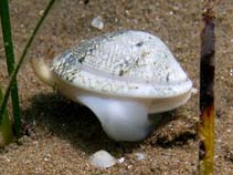 Image of Chamelea gallina (Striped venus clam)