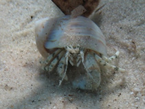 Image of Diogenes pugilator (Small hermit crab)