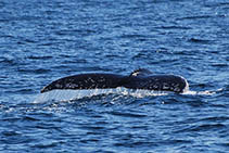 Image of Eschrichtius robustus (Gray whale)