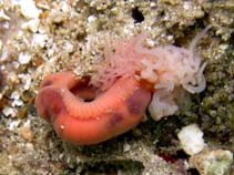 Image of Eupolymnia nebulosa (Strawberry worm)