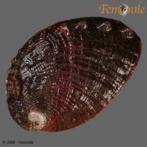 Image of Haliotis diversicolor (Varicoloured abalone)