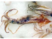 Image of Illex illecebrosus (Northern shortfin squid)