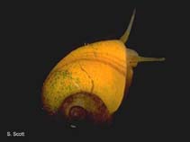 Image of Littorina obtusata (Yellow periwinkle)