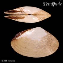 Image of Mactra fragilis (Fragile mactra clam)