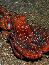 Image of Callistoctopus luteus (Small-spot octopus)