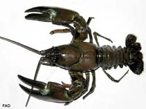 Image of Pacifastacus leniusculus (Signal crayfish)