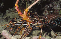 Image of Panulirus penicillatus (Pronghorn spiny lobster)