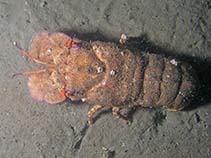Image of Scyllarides nodifer (Ridged slipper lobster)