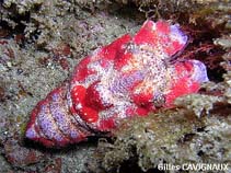 Image of Scyllarides latus (Mediterranean slipper lobster)