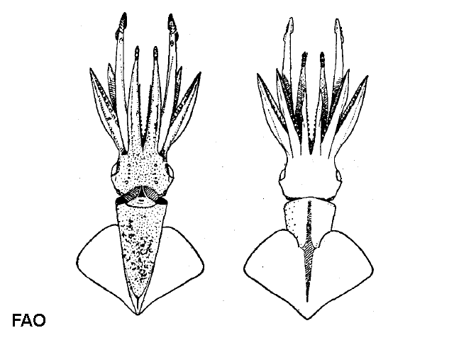 Abraliopsis pfefferi