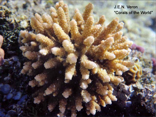 Acropora bushyensis