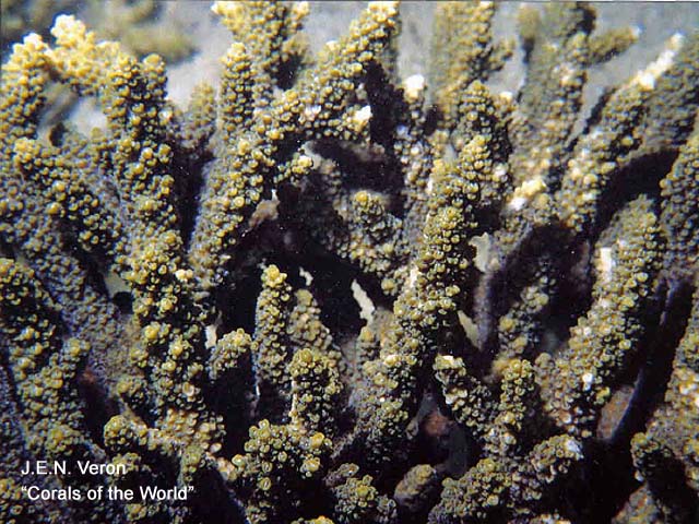 Acropora downingi