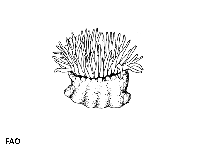 Acequ_u0.gif