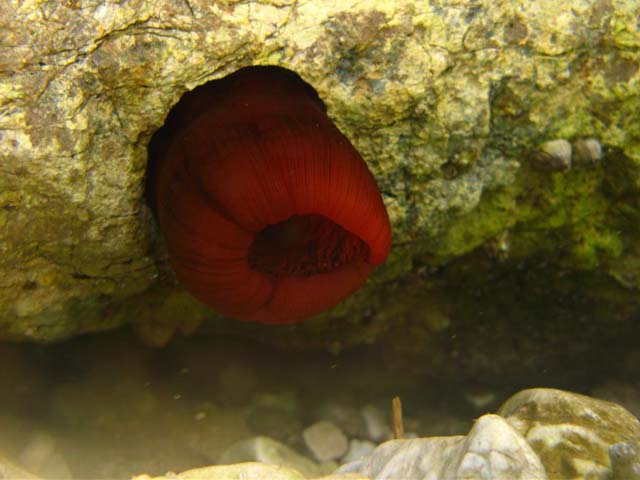Actinia equina