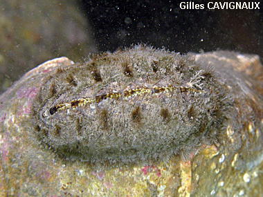 Acanthochitona fascicularis