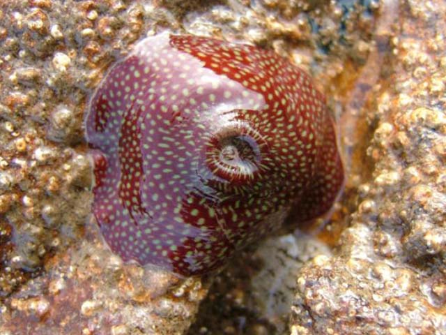 Actinia fragacea