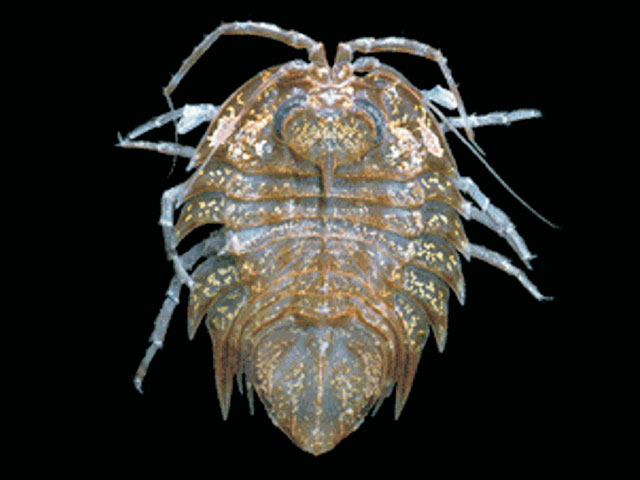 Acutiserolis gerlachei