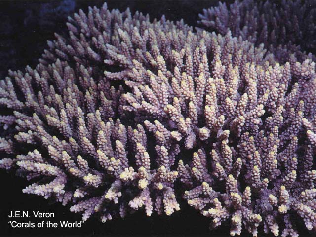 Acropora latistella