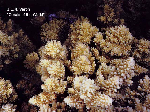 Acropora listeri